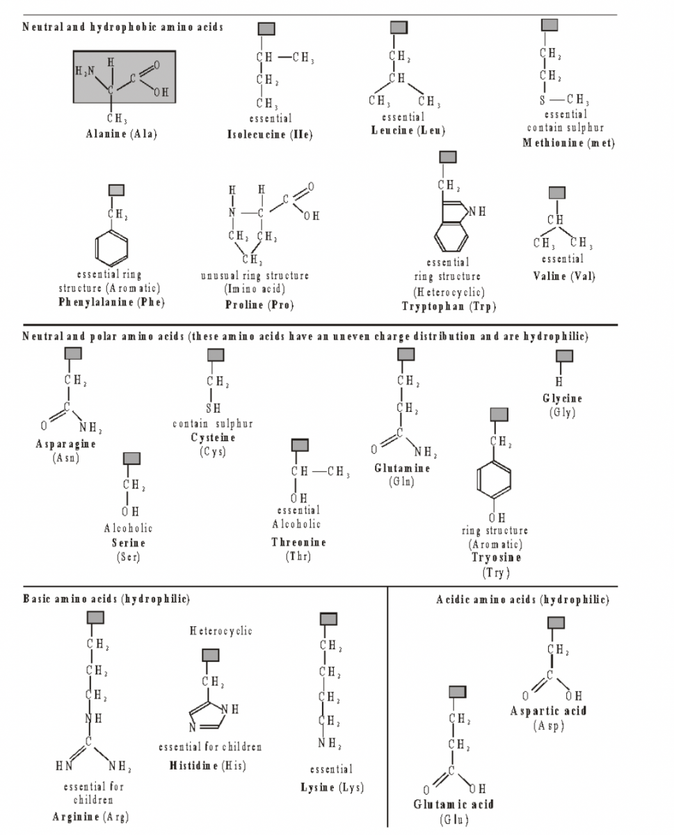 Molecules of Cell Amino Acid
